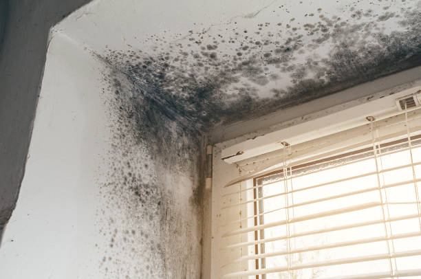 Affordable Commercial Mold Remediation solutions in Mackinaw City, MI
